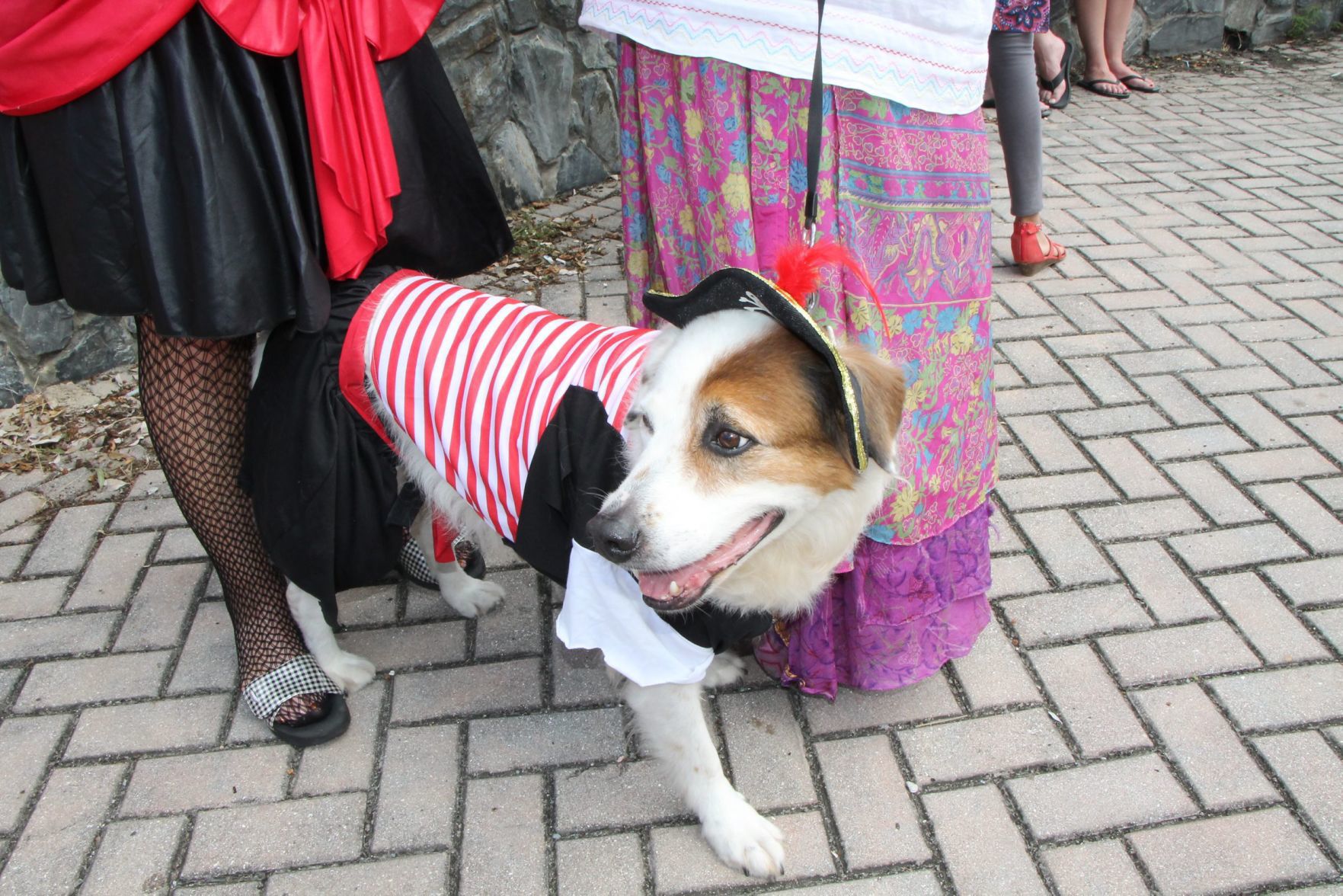 barkus